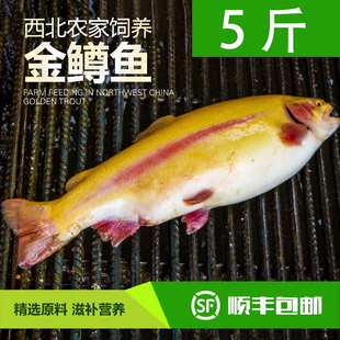 新鲜金鳟鱼虹鳟鱼5斤三文鱼刺身清蒸鱼水产肉类淡水鱼类包邮
