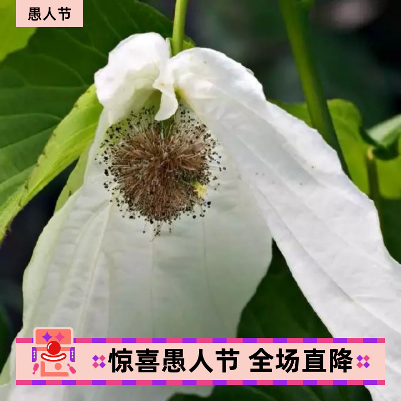 夏禹林苗木珙桐小苗中华鸽子树绿化大树净化空气庭院绿色量大包邮