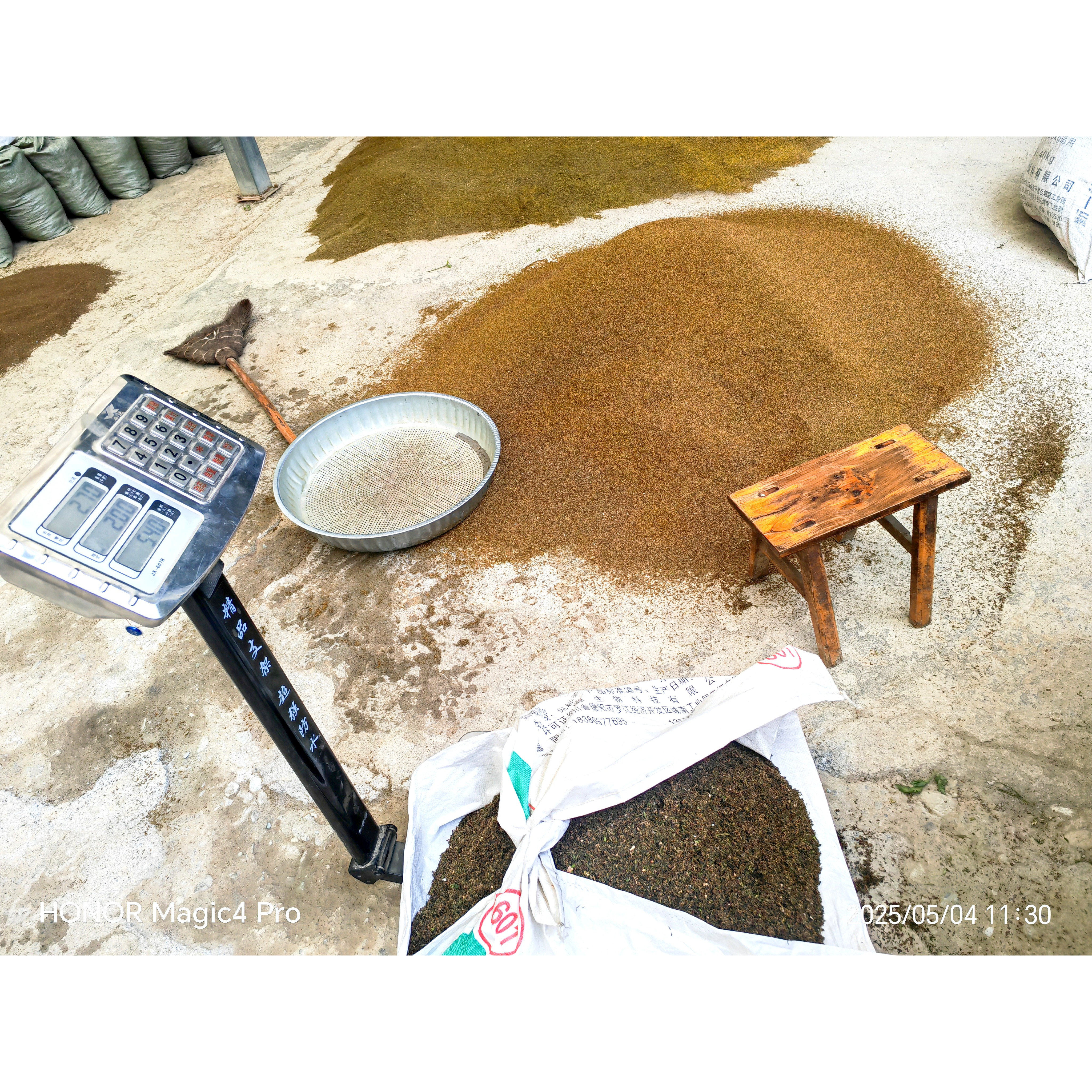 夏禹林基地直销四川鸡爪黄连种子种籽出芽率高干种子