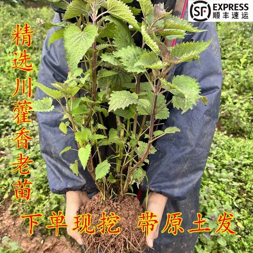 新鲜现挖藿香苗露天藿香苗带土发