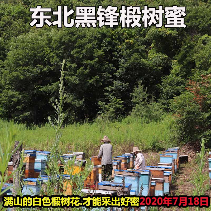 长白山野生土蜂蜜 纯正天然农家自产孕妇 东北黑蜂椴树蜜雪蜜500g