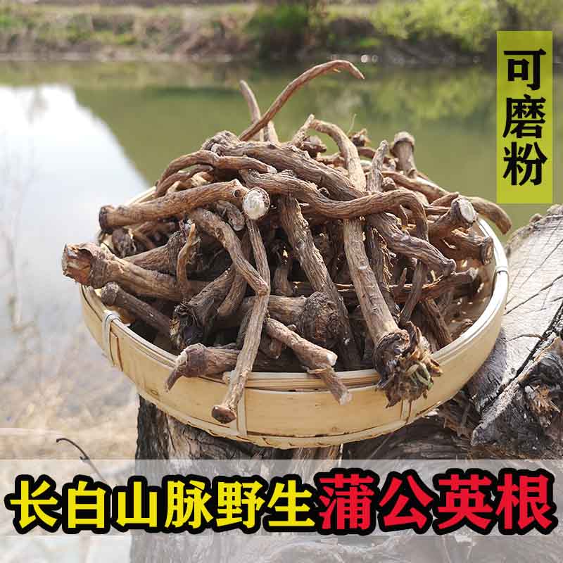 整根东北长白山野生蒲公英根干茶婆婆丁特级谷谷丁粉中药天然500g