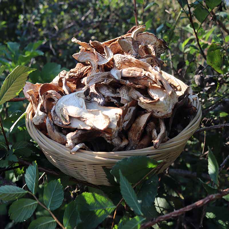 2023东北特产野生美味白牛肝菌干货特级新鲜大腿蘑菇煲菌汤非云南