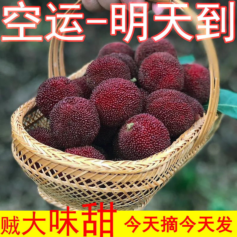 杨梅新鲜东魁大杨梅现摘温州杨梅应季时令孕妇水果真空装顺丰包邮