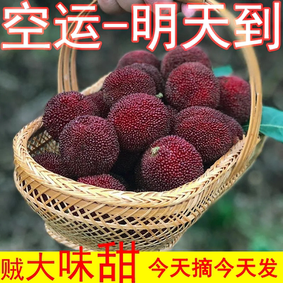 现摘现发新鲜东魁大杨梅颗粒精装