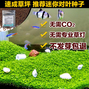 水草种子活体水族造景迷你矮牛毛迷你对叶鱼缸前景草速成草坪种子