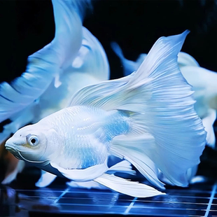 【大尺寸】蝴蝶鲤鱼台湾观赏鱼球体热冷水普身长尾纯种短身石膏白