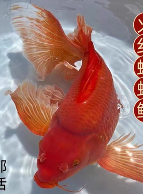 火红色蝴蝶鲤观赏鱼锦鲤淡水小鱼活体纯种鱼苗短身金鱼大尾狮子头