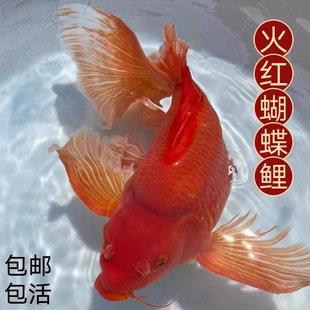 火红色蝴蝶鲤观赏鱼锦鲤淡水小鱼活体纯种鱼苗短身金鱼大尾狮子头