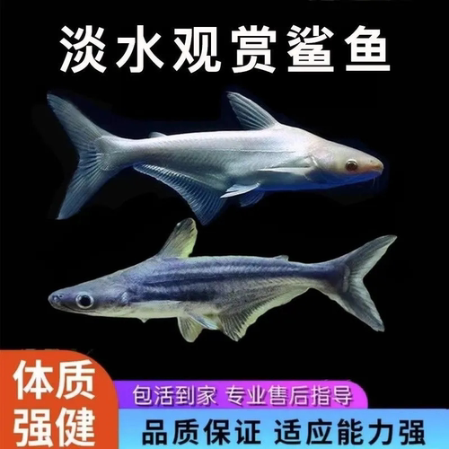 白虎蓝虎鲨热带鱼观赏鱼大型鱼淡水宠物鱼白蓝鲨活体鱼鲨鱼