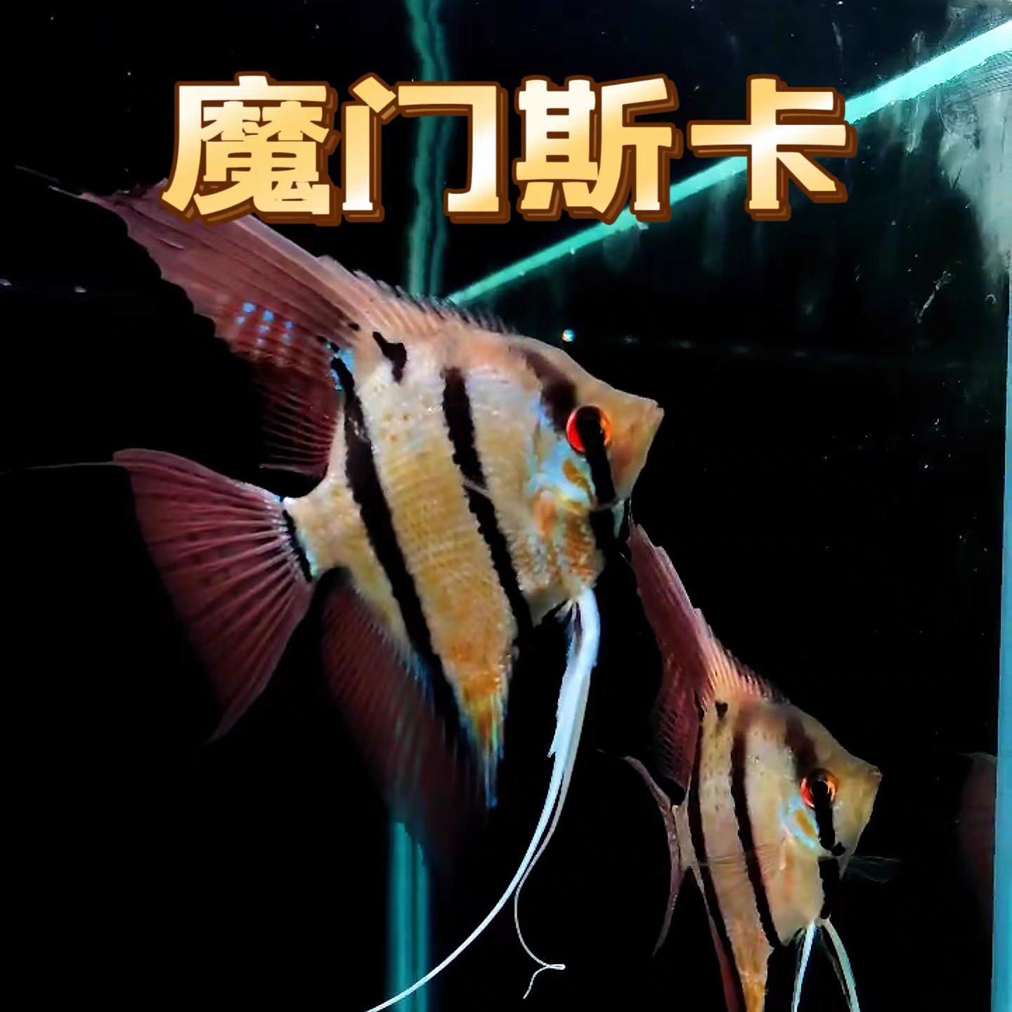 魔门斯卡神仙鱼埃及燕鱼大型神仙鱼苗七彩热带观赏鱼