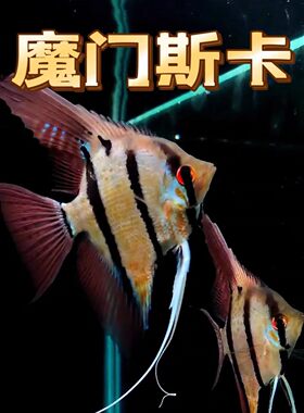 魔门斯卡神仙鱼埃及燕鱼大型神仙鱼苗七彩热带观赏鱼