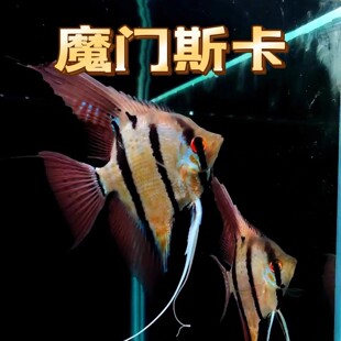 魔门斯卡神仙鱼埃及燕鱼大型神仙鱼苗七彩热带观赏鱼