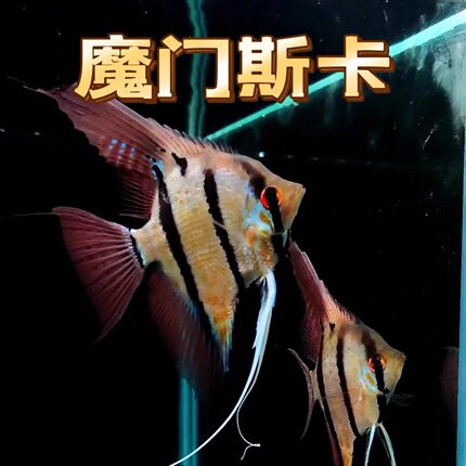 魔门斯卡神仙鱼埃及燕鱼大型神仙鱼苗七彩热带观赏鱼