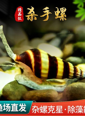 【发顺丰】纯进口杀手螺热带淡水蜗牛除藻工具水族除蜗牛好养耐活