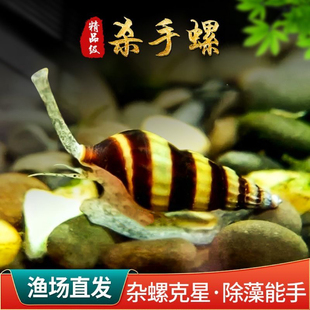 【发顺丰】纯进口杀手螺热带淡水蜗牛除藻工具水族除蜗牛好养耐活