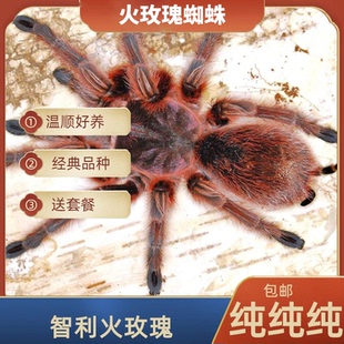 火玫瑰蜘蛛亮背母蜘蛛养定苗温顺好上手纯种火玫瑰蜘蛛学生宠物