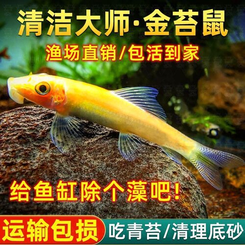 【发顺丰】清道夫清洁鱼金苔鼠热带观赏鼠鱼鱼缸垃圾除藻工具淡水