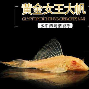 红眼女王清道夫鱼缸清洁水藻工异形热带观赏鱼清洁鱼