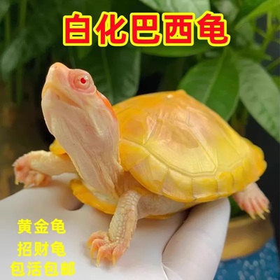 白化变异巴西乌龟招财便宜黑化可爱专用网红网红情侣宿舍黄金儿童