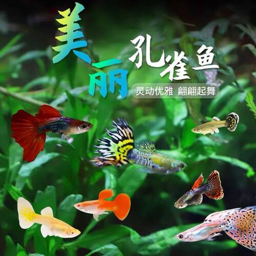 孔雀鱼耐活活体观赏鱼好养耐活耐养孔雀鱼组合套餐