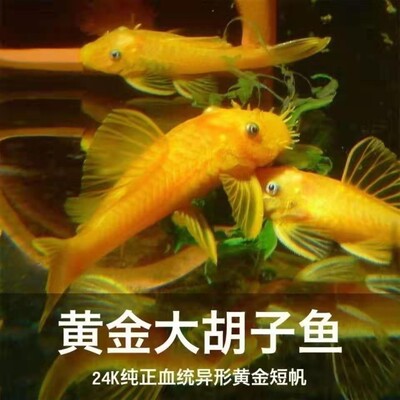 24k黄金胡子鱼苗清洁工吸壁底栖鱼好养耐活黄金大胡子鱼苗