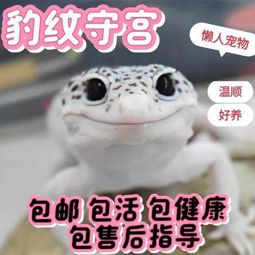 温顺萌宠豹纹守宫宠物蜥蜴苗子入门温顺新手可爱人工繁育
