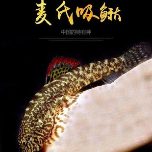 彩鳍麦氏爬岩鳅冷水鱼清道夫工具鱼贵州长汀吸鳅琵琶鱼玻璃缸除藻