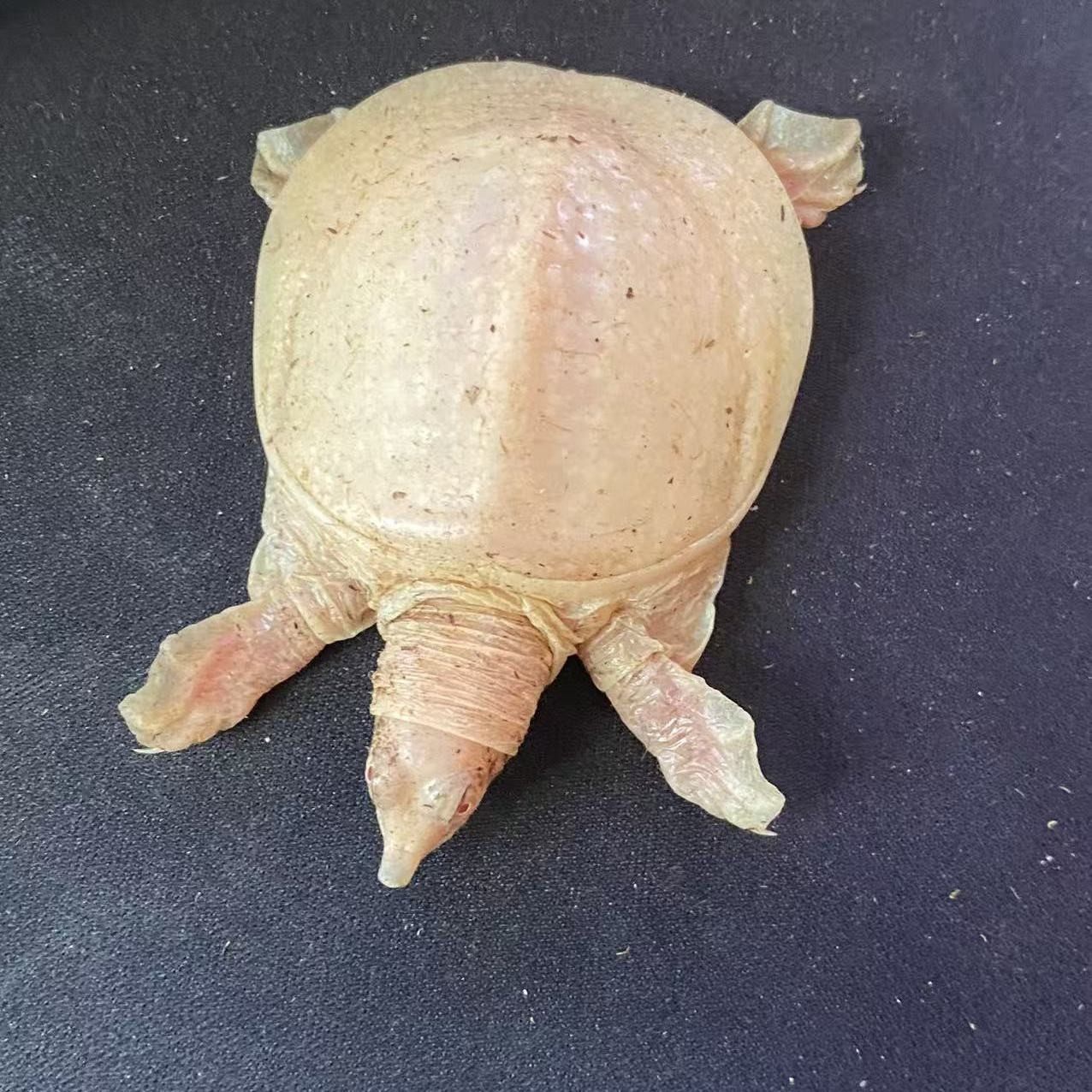 白化甲鱼红眼中华鳖苗老鳖宠物黄金色白化甲鱼纯白白鳖纯白用黄色,宠物/宠物食品及用品,龟/鳖,淘宝优惠券,粉丝福利购,淘宝优惠卷