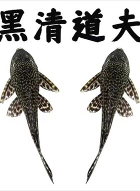 观赏鱼黑色清道夫活体清道粪便吸盘便宜热带工具容易饲养清洁鱼缸