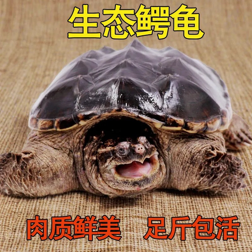北美小鳄龟爆刺宠物龟观赏龟杂佛食肉龟水龟外塘凶猛小乌龟活物