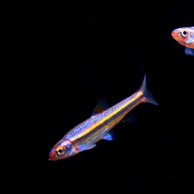 紫光精灵小型冷水观赏鱼原生鱼钻石彩虹五彩鱼苗淡水鱼