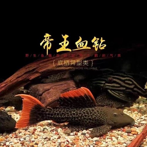 L600罕见帝王血钻异型L471皇后雪球异型南美观赏热带鱼除藻工具鱼