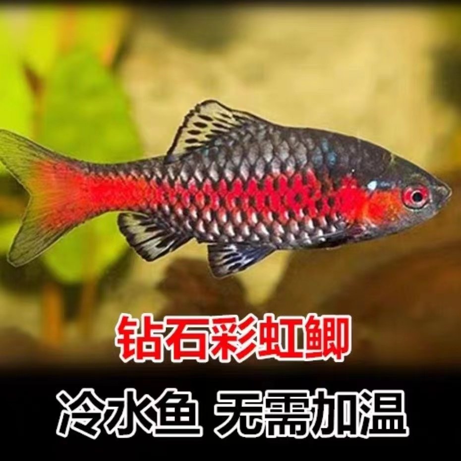 钻石宝石彩虹鲫鱼草缸高档原生热带鱼真无须鲃小型冷水观赏鱼活鱼