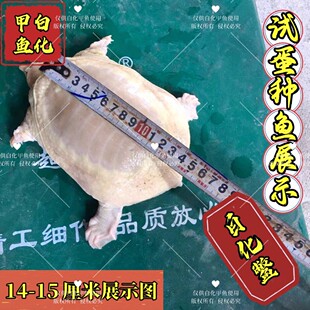 白化鳖精品红眼变异深水甲鱼苗鲜活宿舍观赏宠物包邮
