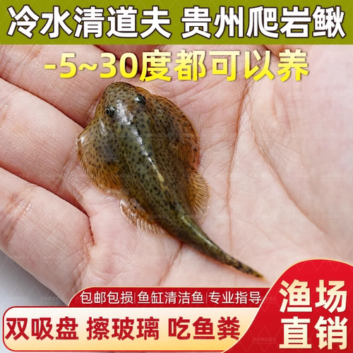 贵州爬岩鳅冷水清道夫双吸盘吸鳅鱼除藻原生鱼不加温清洁工具鱼