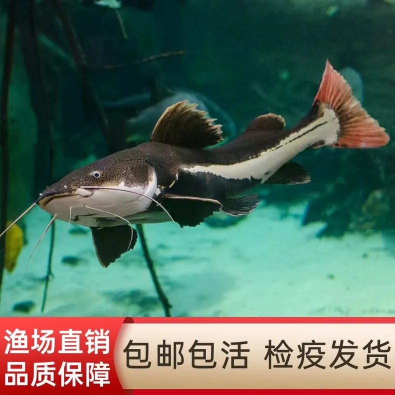 招财猫鲶鱼红尾热带淡水观赏鱼底层活体好养凶猛冷水大型鱼苗