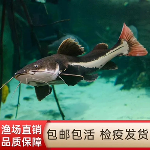 招财猫鲶鱼红尾热带淡水观赏鱼底层活体好养凶猛冷水大型鱼苗
