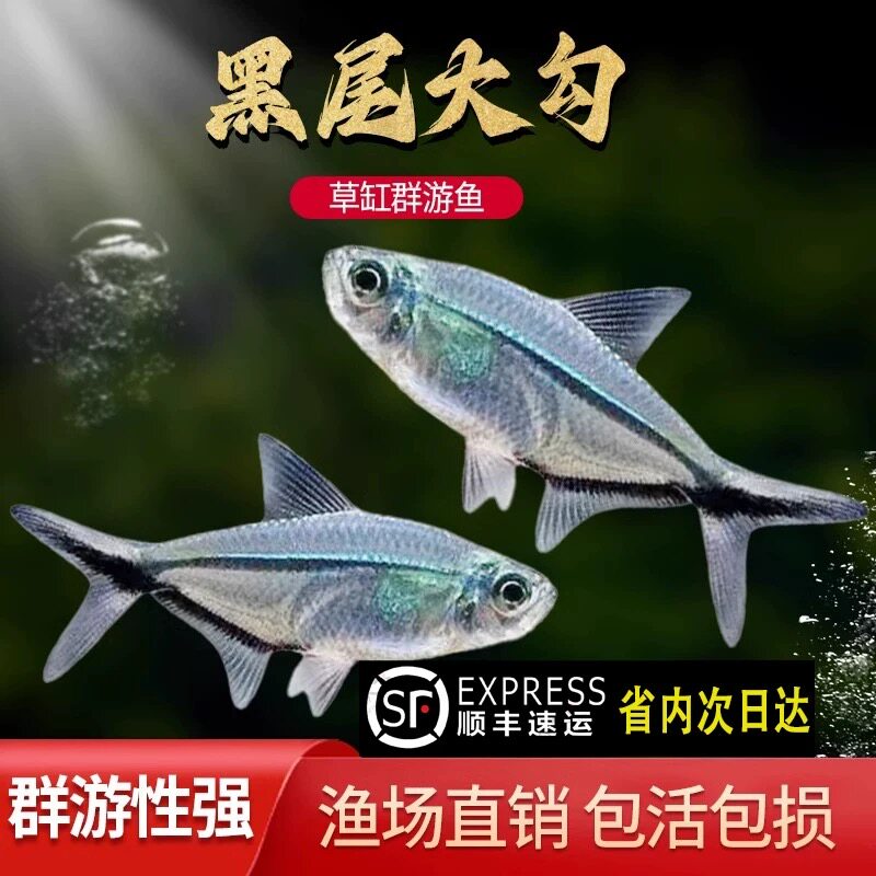【发顺丰】黑尾大勾鱼苗观赏鱼热带小型耐活好养淡水鱼缸群游鱼