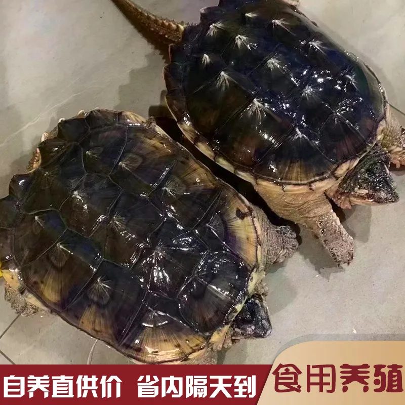 北美小鳄龟爆刺宠物龟观赏龟杂佛食肉龟水龟外塘凶猛小乌龟活物,宠物/宠物食品及用品,龟/鳖,淘宝优惠券,粉丝福利购,淘宝优惠卷