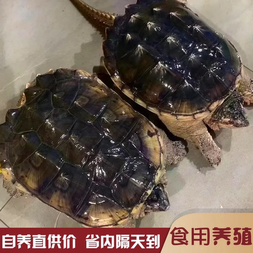 北美小鳄龟爆刺宠物龟观赏龟杂佛食肉龟水龟外塘凶猛小乌龟活物