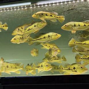 黄金巴西亚观赏鱼凶猛中层配鱼皇冠三间金鱼混养配鱼龙鱼中层