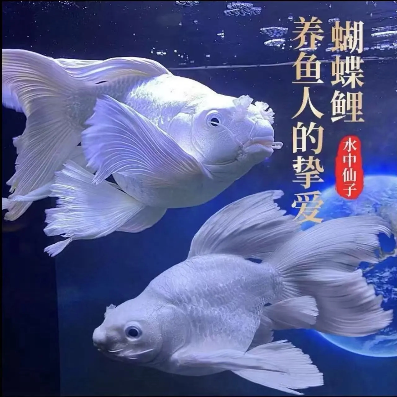 好狮子头蝴蝶鲤鱼活体短身蝴蝶鲤冷水鱼龙凤鲤锦鲤淡水观赏鱼贵妃