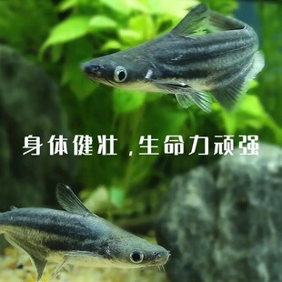 蓝鲨观赏鱼热带淡水鱼鲨鱼虎鲨群游鱼清道夫清洁鱼大型鱼龙鱼配鱼