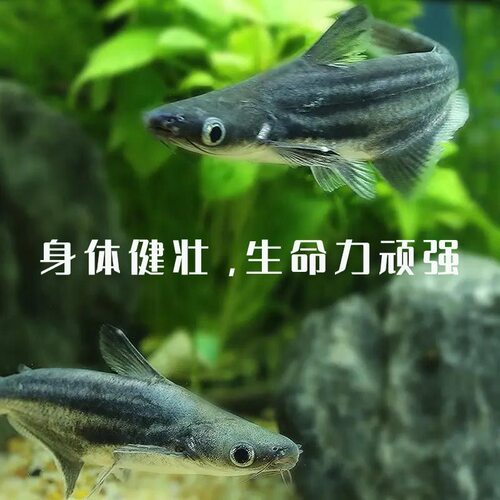 蓝鲨观赏鱼热带淡水鱼鲨鱼虎鲨群游鱼清道夫清洁鱼大型鱼龙鱼配鱼