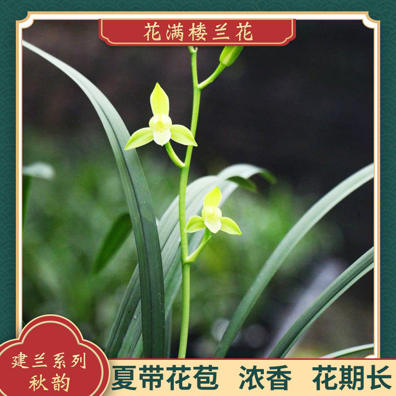 兰花苗建兰四季兰素心秋韵原生老种夏带浓香花苞阳台草好养易活