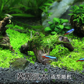 莫斯沉木活体淡水定植鱼缸水族箱造景草缸懒人前景中景草真水草