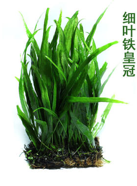 皇冠草中后景草细叶带底座可捆绑