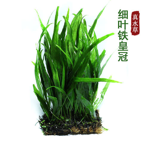 皇冠草中后景草细叶带底座可捆绑