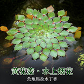 包邮 一颗 浮性活体植物水草水上烟火黄花菱危地馬拉水丁香 浮萍